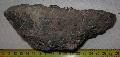 Mammuthus meridionalis fog Lh: Kavicsbnya Gy: 2014. jlius (354)