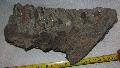 Mammuthus sp. fog Lh: Kavicsbnya Gy: 2014. jlius (357)