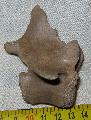 Pleisztocn kor csigolya (vertebra) Lh:Kavicsbnya Gy: 2014. jlius  (363)