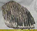 Mammuthus primigenius fog Lh: Kavicsbnya Gy: 2014. jlius (367)
