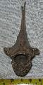 pleisztocn kor fiatal l vagy szamr csigolya (vertebra) Lh: Kavicsbnya Gy: 2014.  jlius (373)