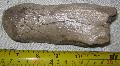 Pleisztocn kor blny vagy szarvas calcaneus csont Lh: Kavicsbnya gy: 2014. jlius (376)