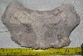 Pleisztocn kor szarvasfle kopony atredke Lh: Kavicsbnya Gy: 2014. jlius  (378)