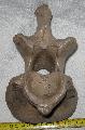 Bison sp. msodik nyakcsigolya (axis vertebra) Lh: Kavicsbnya Gy: 2014. jlius (381)