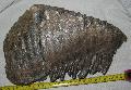 Mammuthus primigenius fog Lh: kavicsbnya Gy: 2014. jlius (385)