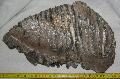 Mammuthus primigenius fog Lh: kavicsbnya Gy: 2014. jlius (385)
