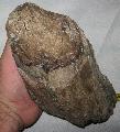 Mammuthus sp. agyar (tusk) Lh: Kavicsbnya Gy: 2014. jius (387)