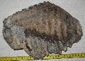 Mammuthus meridionalis fog Lh: Kavicsbnya Gy: 2014. jlius (392)