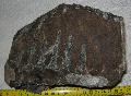 Mammuthus meridionalis fog Lh: Kavicsbnya Gy: 2014. jlius (396)