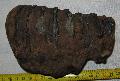Mammuthus sp. fog Lh: Kavicsbnya Gy: 2014. jlius (397)