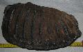 Mammuthus meridionalis fog Lh: Kavicsbnya Gy: 2014. jlius (398)