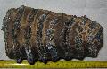 Mammuthus meridionalis fog Lh: Kavicsbnya Gy: 2014. jlius (400)