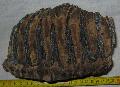 Mammuthus meridionalis fog Lh: Kavicsbnya Gy: 2014. jlius (400)