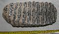 Mammuthus sp. fog Lh: Kavicsbnya Gy: 2014. jlius (402)