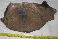 Mammuthus sp. csigolya (vertebra) Lh: Kavicsbnya Gy: 2014. jlius (407)