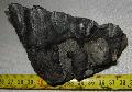 Mammuthus sp. rgs sorn elkopott egsz fog Lh: Kavicsbnya Gy: 2014. augusztus (412)
