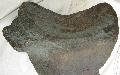 Mammuthus meridionalis lapocka csonttredk Lh: Kavicsbnya gy: 2014. augusztus (417)