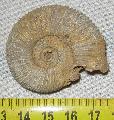 Perisphinctes sp. Jura kor (160 milli ves) ammonites Lh: Poitiers Franciaorszg (9)