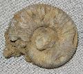 Perisphinctes sp. Jura kor (160 milli ves) ammonites Lh: Poitiers Franciaorszg (9)