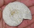 Perisphinctes sp. Jura kor (160 milli ves) ammonites Lh: Poitiers Franciaorszg (11)