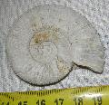 Perisphinctes sp. Jura kor (160 milli ves) ammonites Lh: Poitiers Franciaorszg (11)