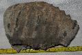 Mammuthus meridionalis fog Lh: Kavicsbnya Gy: 2014. augusztus (425)