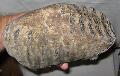 Mammuthus meridionalis fog Lh: Kavicsbnya Gy: 2014. augusztus (425)