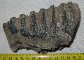 Mammuthus meridionalis fog Lh: Kavicsbnya Gy: 2014. augusztus (429)