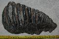 Mammuthus meridionalis fog Lh: Kavicsbnya Gy: 2014. augusztus (431)