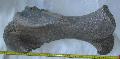 Mammuthus meridionalis medence csont Lh: Kavicsbnya Gy: 2014. augusztus (440)
