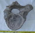 Mammuthus sp. csigolya (vertebra) Lh: Kavicsbnya Gy: 2014. augusztus (441)