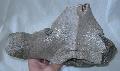Mammuthus sp. csigolya (vertebra) Lh: Kavicsbnya Gy: 2014. augusztus (441)