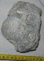 Miocn kor kagylkvlet Lh: Kavicsbnya Gy: 2014. augusztus (448)