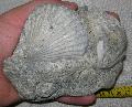 Miocn kor kagylkvlet Lh: Kavicsbnya Gy: 2014. augusztus (448)