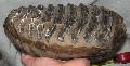 Mammuthus meridionalis fog Lh: Kavicsbnya Gy: 2014. szeptember (462)