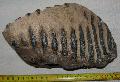Mammuthus sp. fog Lh: Kavicsbnya Gy: 2014. szeptember (464)