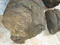 Mammuthus meridionalis agyar (tusk) Lh: Kavicsbnya Gy: 2014. szeptember (467)