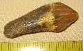 Miocn kor Microstronix (disznfle) premolris foga Lh: Danitz puszta kzelbl (46)
