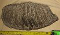 Mammuthus sp. fog Lh: Kavicsbnya Gy: 2014. oktber (475)