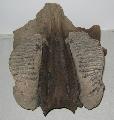 Mammuthus primigenius koponya tredk Lh: Kavicsbnya Gy: 2014. oktber (483)
