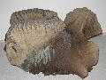Mammuthus primigenius koponya tredk Lh: Kavicsbnya Gy: 2014. oktber (483)