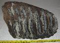 Mammuthus meridionalis fog Lh: Kavicsbnya Gy: 2014. oktber (493)