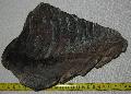 Mammuthus sp. Lh: Kavicsbnya Gy: 2014. oktber (494)