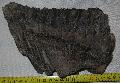 Mammuthus sp. fog Lh: Kavicsbnya Gy: 2014. oktber (500)