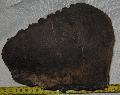 Mammuthus sp. fog Lh: Kavicsbnya Gy: 2014. oktber (510)