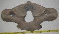 Mammuthus meridionalis atlasz vertebra (els nyak csigolya) Lh: Kavicsbnya Gy: 2014. oktber (526)