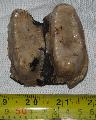 Fels-miocn (szarmata) kor (11-13 ves) Prodeinotherium bavaricum foga Lh: Gornji Vakuf, Bosnia (17)