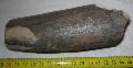 Mammuthus sp. agyar (tusk) Lh: Kavicsbnya Gy: 2014. november (527)