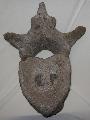 Mammuthus sp. csigolya (vertebra) Lh: Kavicsbnya Gy: 2014. november (550)