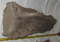 Mammuthus sp. lapocka csont Lh: Kavicsbnya Gy: 2014. november (552)